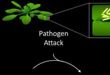 植物防御系统中发现的新型开-关