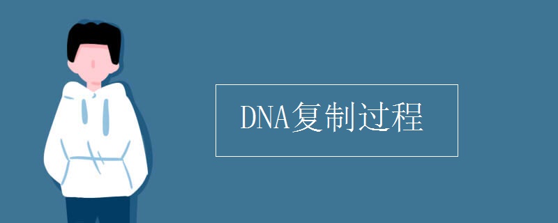 DNA复制过程