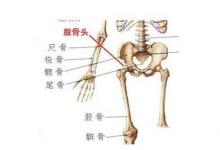 日常生活：股骨头在人体的哪个位置及作用