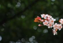 日常生活：有关春雨像什么一样轻轻的落在地上的句子有哪些