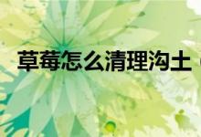 草莓怎么清理沟土（草莓怎样清洗最干净）