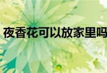 夜香花可以放家里吗（夜香花能放在室内吗）