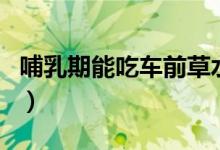 哺乳期能吃车前草水吗（儿童可以吃车田草吗）