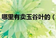 哪里有卖玉谷叶的（玉谷叶子的功效与作用）