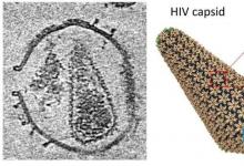 新技术解决了 HIV 衣壳结构并可能成为衣壳靶向抗病毒药物的蓝图