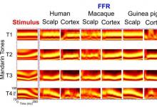 猴子 豚鼠和以英语为母语的人对语音的大脑反应非常相似