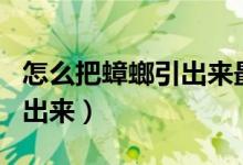 怎么把蟑螂引出来最好的办法（怎么把蟑螂引出来）