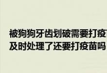 被狗狗牙齿划破需要打疫苗吗（被打过疫苗的狗牙齿划破了及时处理了还要打疫苗吗）