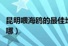 昆明喂海鸥的最佳地方（昆明喂海鸥的地方在哪）