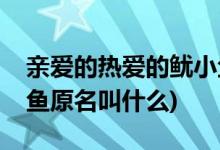 亲爱的热爱的鱿小鱼是谁(亲爱的热爱的鱿小鱼原名叫什么)