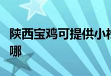 陕西宝鸡可提供小松鼠壁挂炉维修服务地址在哪