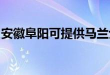 安徽阜阳可提供马兰士音响维修服务地址在哪