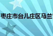 枣庄市台儿庄区马兰屯镇板桥小学的地址在哪