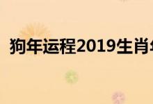 狗年运程2019生肖年运（分析的太透彻了）