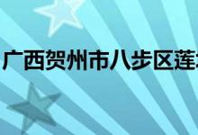 广西贺州市八步区莲塘镇文坡小学的地址在哪