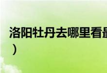 洛阳牡丹去哪里看最好（洛阳牡丹哪里可以看）