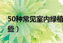 50种常见室内绿植（50种常见室内绿植是哪些）