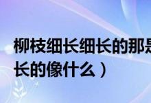 柳枝细长细长的那是春天的什么（柳枝细长细长的像什么）