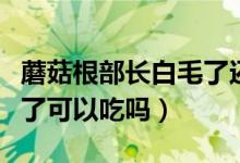 蘑菇根部长白毛了还能吃吗（蘑菇根部长白毛了可以吃吗）