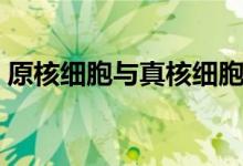 原核细胞与真核细胞的异同点（有哪些区别）