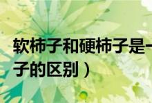 软柿子和硬柿子是一个品种吗（软柿子和硬柿子的区别）