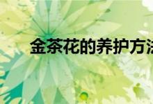 金茶花的养护方法（金茶花如何养护）