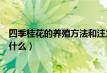 四季桂花的养殖方法和注意事项（如何养殖四季桂花要注意什么）