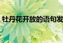 牡丹花开放的语句发圈（牡丹花开放的语句）