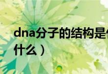 dna分子的结构是什么（DNA分子的结构是什么）