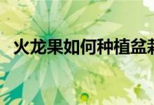 火龙果如何种植盆栽（火龙果盆栽怎么种）