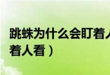 跳蛛为什么会盯着人看视频（跳蛛为什么会盯着人看）