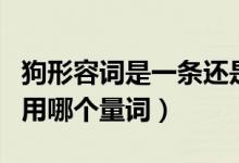 狗形容词是一条还是一只（一条狗还是一只狗用哪个量词）