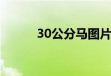 30公分马图片（30公分有多长）