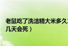 老鼠吃了洗洁精大米多久才死为什么会死（老鼠吃洗洁精后几天会死）