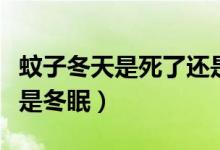 蚊子冬天是死了还是冬眠（蚊子冬天是死了还是冬眠）