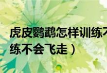 虎皮鹦鹉怎样训练不会飞走（虎皮鹦鹉怎样训练不会飞走）