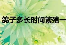 鸽子多长时间繁殖一窝（鸽子多长时间繁殖）