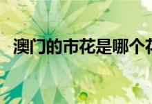 澳门的市花是哪个花（澳门的市花是什么）