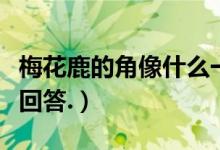 梅花鹿的角像什么一样（梅花鹿的角像什么请回答.）