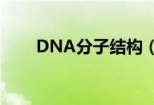 DNA分子结构（dna分子结构特点）