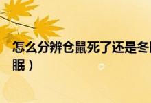 怎么分辨仓鼠死了还是冬眠了（怎么分辨仓鼠死了还是伪冬眠）