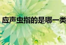 应声虫指的是哪一类人（应声虫代表哪种人）