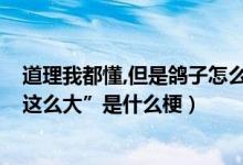 道理我都懂,但是鸽子怎么这么大?什么意思（“鸽子为什么这么大”是什么梗）