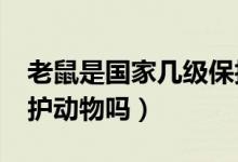 老鼠是国家几级保护动物?（水老鼠是国家保护动物吗）