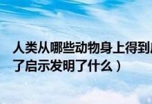 人类从哪些动物身上得到启示（科学家从哪些动物身上得到了启示发明了什么）