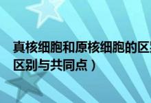 真核细胞和原核细胞的区别与联系（真核细胞和原核细胞的区别与共同点）