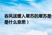 春风送暖入屠苏的屠苏是什么东西（春风送暖入屠苏的屠苏是什么意思）