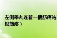 左侧睾丸连着一根筋疼站着疼躺着不太疼（左侧睾丸连着一根筋疼）