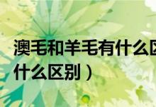 澳毛和羊毛有什么区别哪个好（澳毛和羊毛有什么区别）