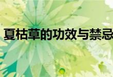 夏枯草的功效与禁忌（夏菇草哪些人不能喝）